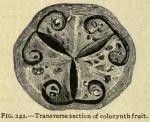 Fig. 242. Transverse section of colocynth fruit.