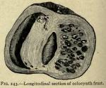 Fig. 243. Longitudinal section of colocynth fruit.