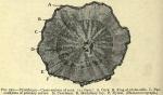Fig. 250. Pyrethrum.