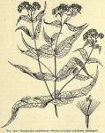 Fig. 253. Eupatorium perfoliatum.