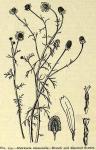 Fig. 254. Matricaria chamomilla.