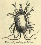 Fig. 263. Sugar Mite.