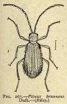 Fig. 267. Ptinus brunneus.