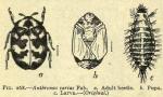 Fig. 268. Anthrenus varius.
