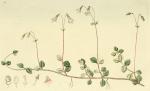 001. Linnaea borealis.