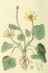 017. Ranunculus ficaria.
