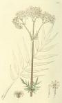 025. Valeriana officinalis.