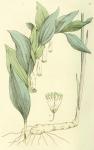 041. Convallaria polygonatum.