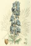 046. Aconitum napellus.