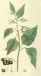 061. Solanum nigrum.