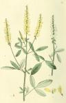 069. Trifolium officinale.