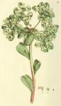 070. Euphorbia helioscopia.