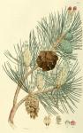091. Pinus sylvestris.