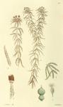 113. Sphagnum capillaceum. Sphagnum cymbifolium.