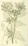 124. Chaerophyllum sylvestre.