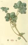142. Malva rotundifolia.