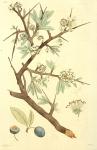 151. Prunus spinosa.