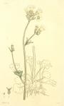 153. Saxifraga granulata.