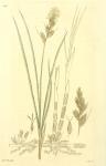 156. Carex arenaria.