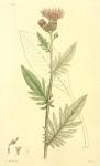 170. Serratula tinctoria.
