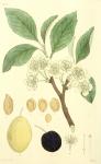 193. Prunus domestica.
