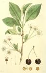 205. Prunus avium.