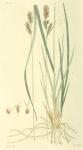 222. Carex caespitosa.