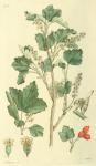 223. Ribes alpinum.