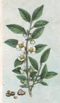 01. Frontispiece: Chinese tea plant.
