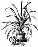 36. Decorative pattern: potted plant.