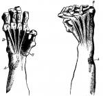 Figure 45. Position of hands and fingers