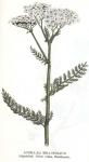 Kuva 13. Achillaea millefolium (Sijankärsä, Pellon vanha, Backhumla).