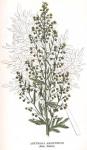 Kuva 7. Artemisia absinthium (Mali, Malört).