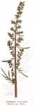Kuva 1. Artemisia vulgaris (Maruna, pujo, Gråbo).
