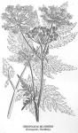 Kuva 8. Cerefolium Silvestre (Koiranputki, Hundfloka).