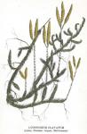 Kuva 16. Lycopodium clavatum (Lieko, Harakan varpaat, Mattlummer).