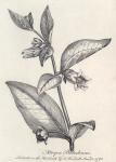 001. Atropa belladonna.