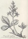 002. Menyanthes trifoliata.