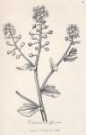 029. Cochlearia officinalis.