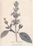 038. Salvia officinalis.