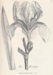 039. Iris florentina.