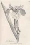 040. Iris pseudacorus.