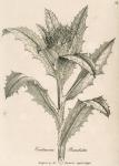 042. Centaurea benedicta.