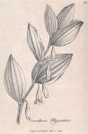 044. Convallaria polygonatum.