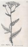 064. Achillea millefolium.