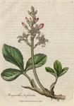 002. Menyanthes trifoliata. C.
