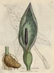 025. Arum maculatum. C.