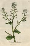 029. Cochlearia officinalis. C.