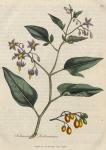 033. Solanum dulcamara. C.