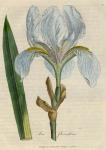 039. Iris florentina. C.